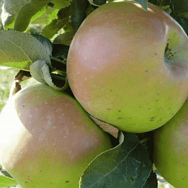 Яблоня Колоновидная Таскан