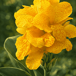 Канна горшечная Happy Emily