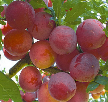 Слива Красномясая