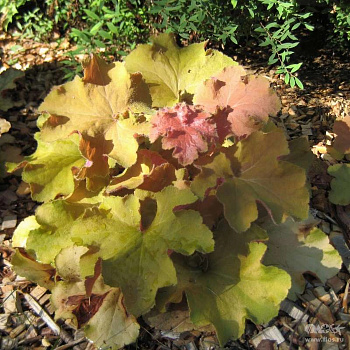 Гейхера гибридная Биг Топ Голд