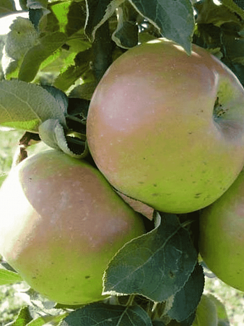 Яблоня Колоновидная Таскан