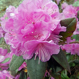 Рододендрон гибридный Кладиус