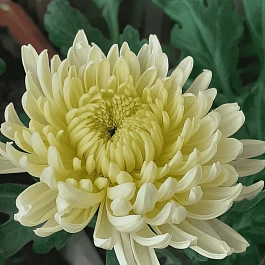 Хризантема индийская Lichtkuppel