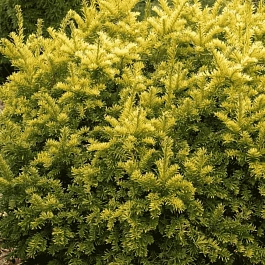 Тис ягодный Semperaurea