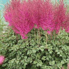 Астильба китайская Blackcurrant Cake