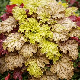 Гейхера World Caffe Amaretto