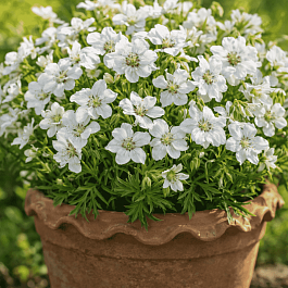 Герань луговая Algera Double