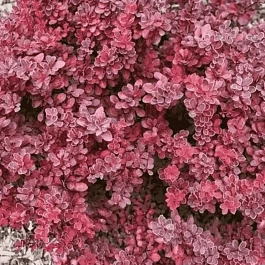 Барбарис Тунберга Ruby Star