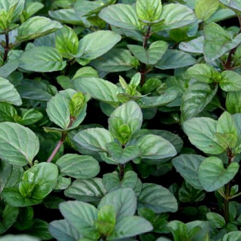 Мята Гранада