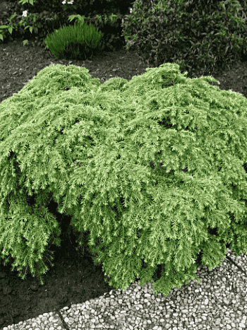 Тсуга канадская Jeddeloh