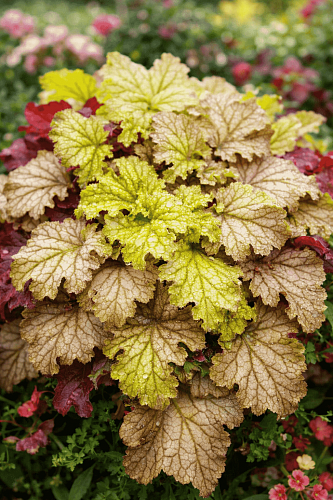 Гейхера World Caffe Amaretto