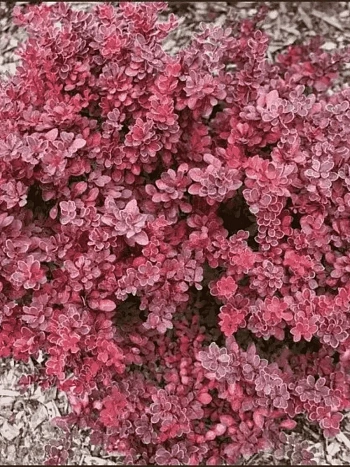 Барбарис Тунберга Ruby Star