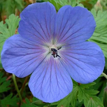 Герань гималайская Бэби Блу Герань гималайская Бэби Блу