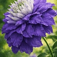 Клематис гибридный Mazury CRATER LAKE