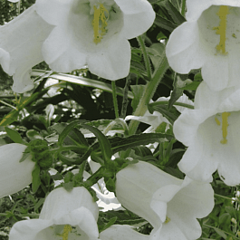 Колокольчик средний Кампана Вайт