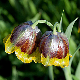 Рябчик ассирийский