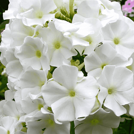 Флокс метельчатый White Sparr