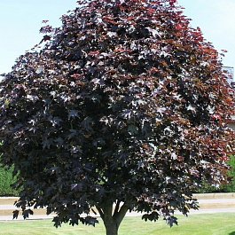 Клен остролистный Фассен Блек Клен остролистный Фассен Блек