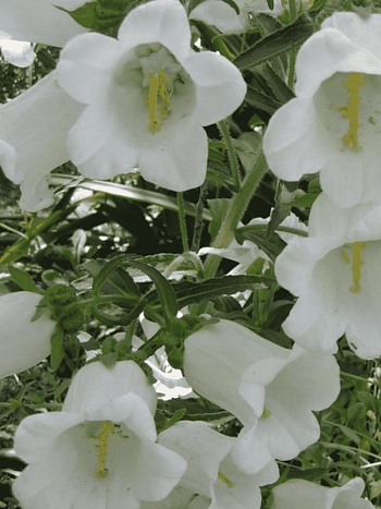 Колокольчик средний Кампана Вайт