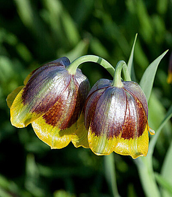 Рябчик ассирийский