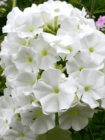 Флокс метельчатый White Sparr