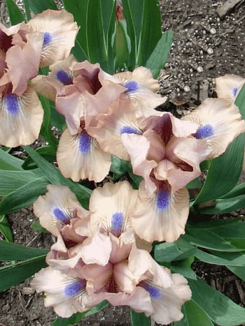 Ирис карликовый Chanted