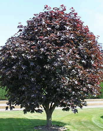 Клен остролистный Фассен Блек