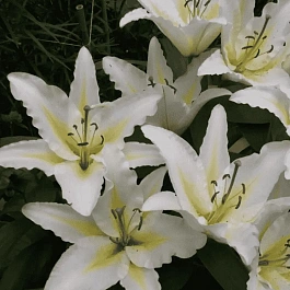 Лилия Baferrari