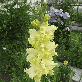 Гладиолус Тула