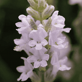 Лаванда узколистная Ellagance Pink