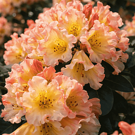 Рододендрон якушиманский Saffrano