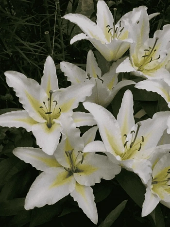 Лилия Baferrari