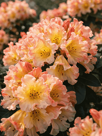 Рододендрон якушиманский Saffrano