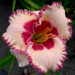 Лилейник гибридный Эйджлес Бьюти