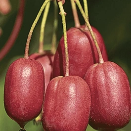 Актинидия Аргута Scarlet September Kiwi