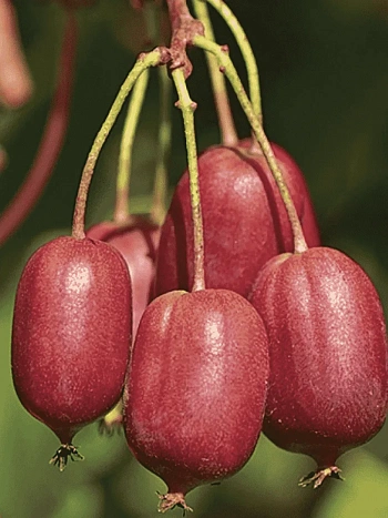 Актинидия Аргута Scarlet September Kiwi