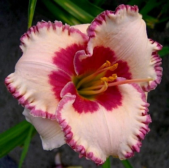 Лилейник гибридный Эйджлес Бьюти