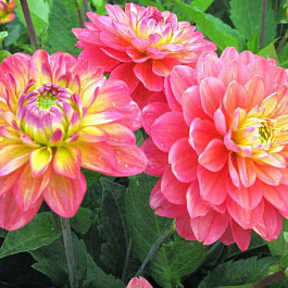 Георгина Декоративная Мелоди Аллегро