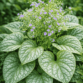 Бруннера крупнолистная Langtrees