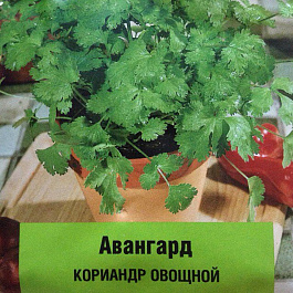 Кориандр Авангард