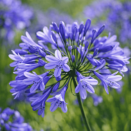 Агапантус Greenfield