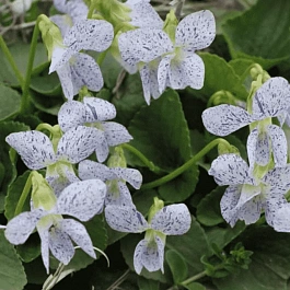 Виола сестринская Freckles