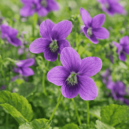 Виола сестринская Red Cloud