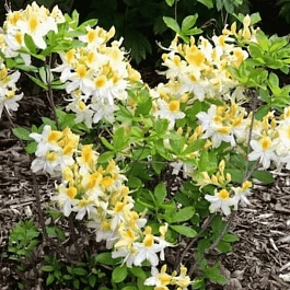 Азалия Northern Hi Lights