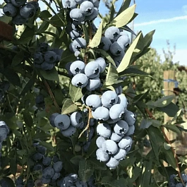 Голубика высокорослая Elliot