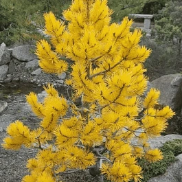 Сосна желтая