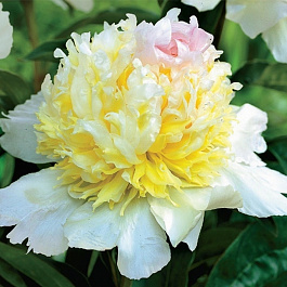 Пион травянистый Топ Брасс Пион травянистый Топ Брасс