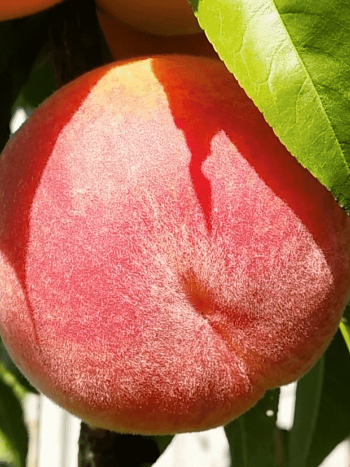 Персик Вайн Голд