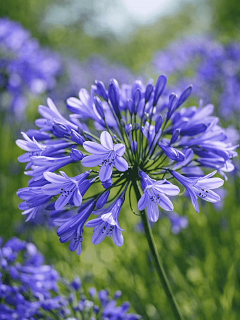 Агапантус Greenfield