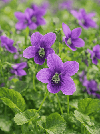 Виола сестринская Red Cloud